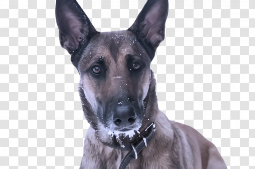 Dog German Shepherd Snout Police Great Dane Transparent PNG