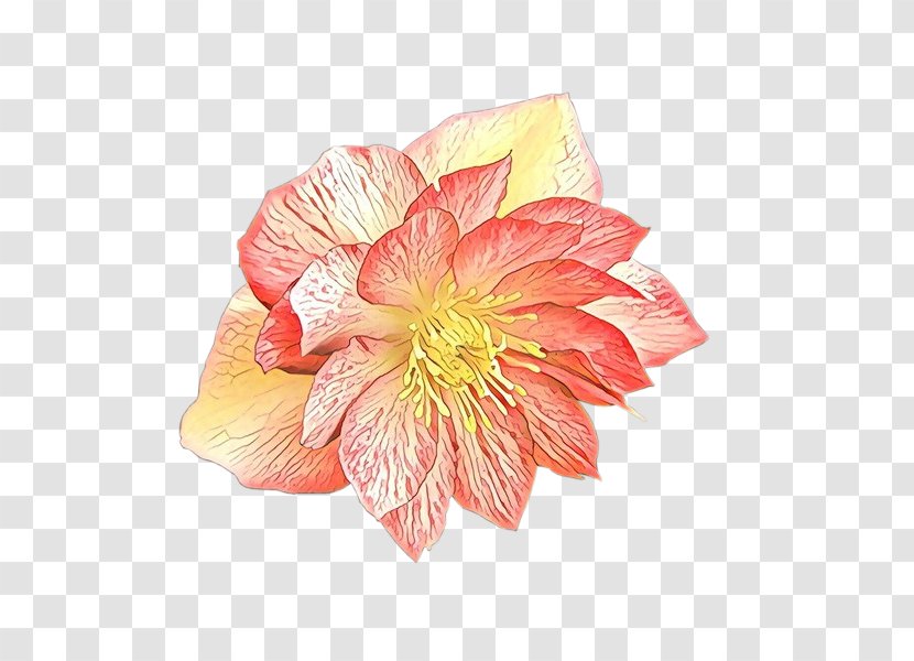 Rose Family Cut Flowers Peony Yellow Transparent PNG