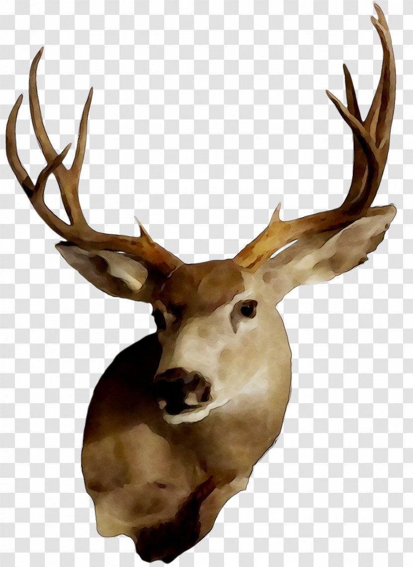 Elk White-tailed Deer Reindeer Trophy Hunting - Fauna Transparent PNG