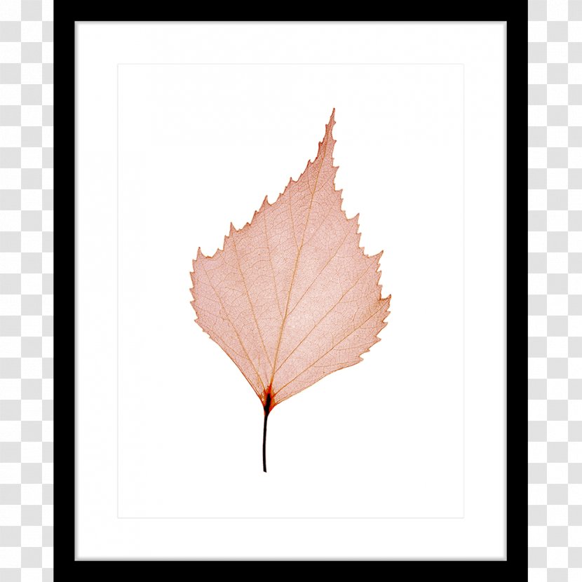 Maple Leaf Petal Transparent PNG