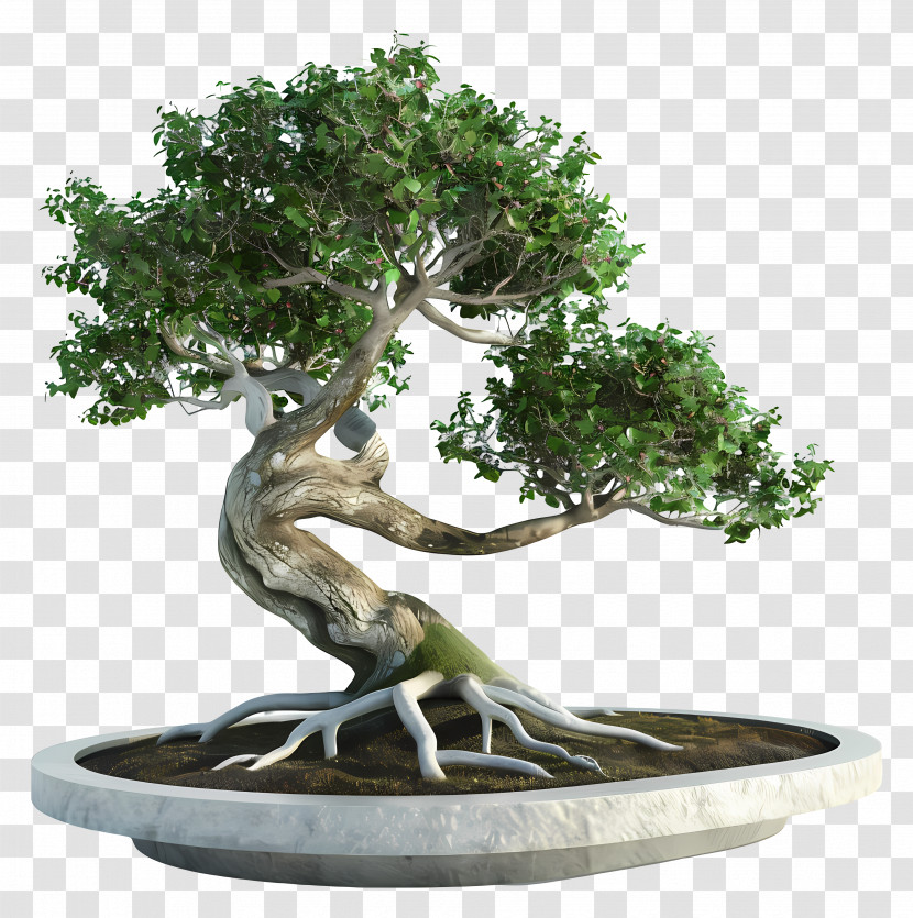 Pohon Bonsai - Bonsai Tree With Twisted Roots In Pot Transparent PNG