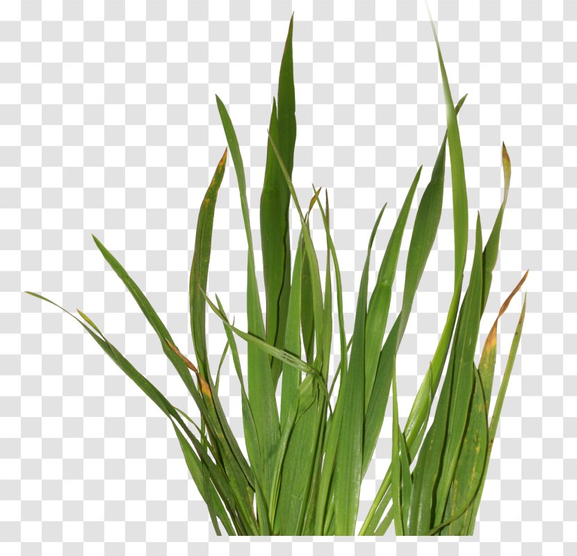 Herbaceous Plant Grass Clip Art - Herbes Transparent PNG