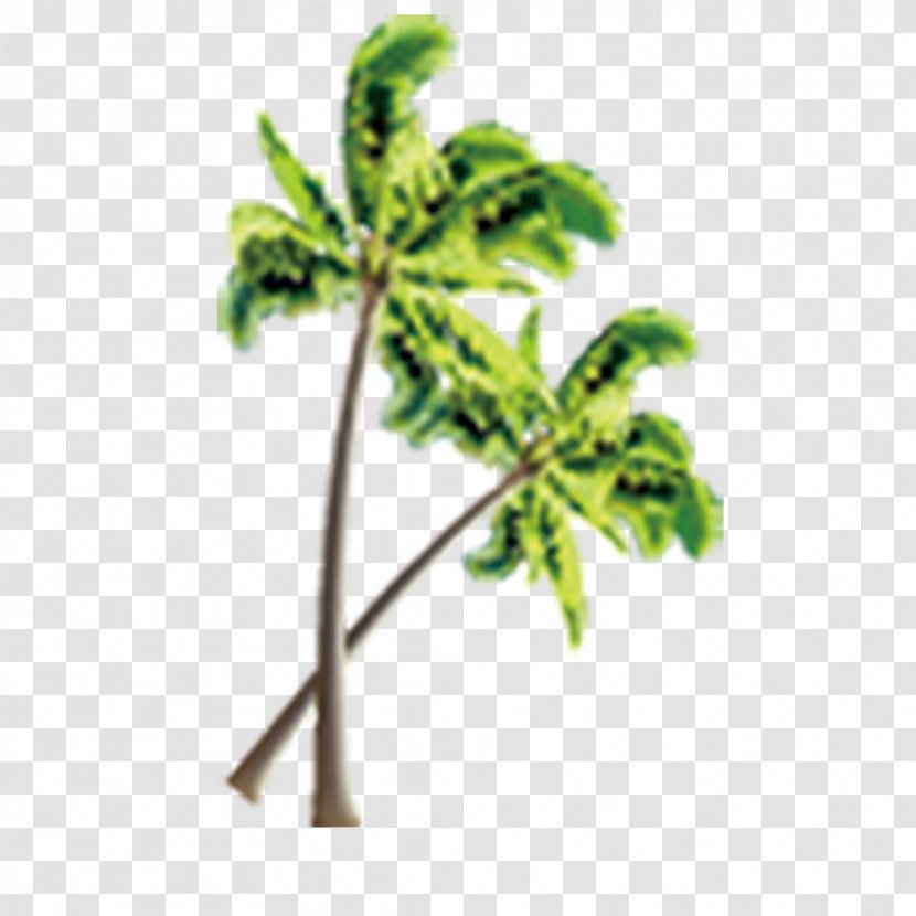 Beach Tree Coconut Transparent PNG
