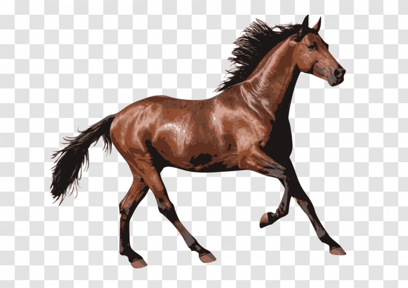 Arabian Horse Pony Clip Art Andalusian - Livestock - Mare Transparent PNG