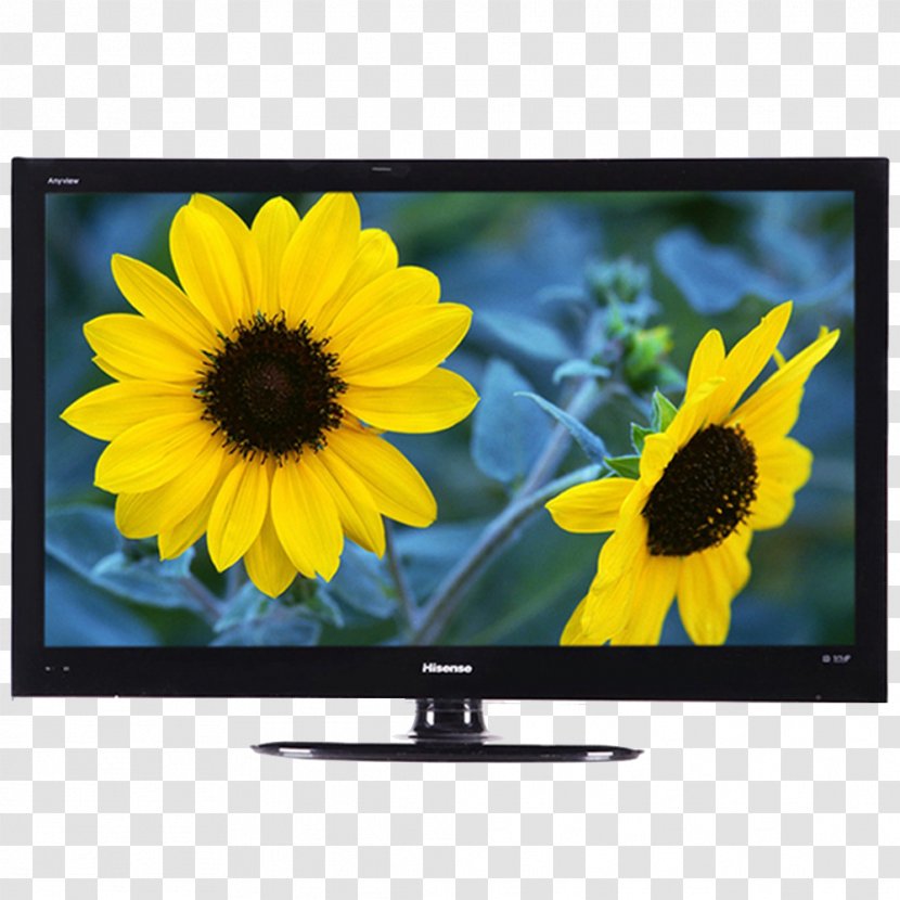 Common Sunflower Nature Yellow Wallpaper - Technology - 4-core CPU Dual-channel Stereo LCD TV Transparent PNG