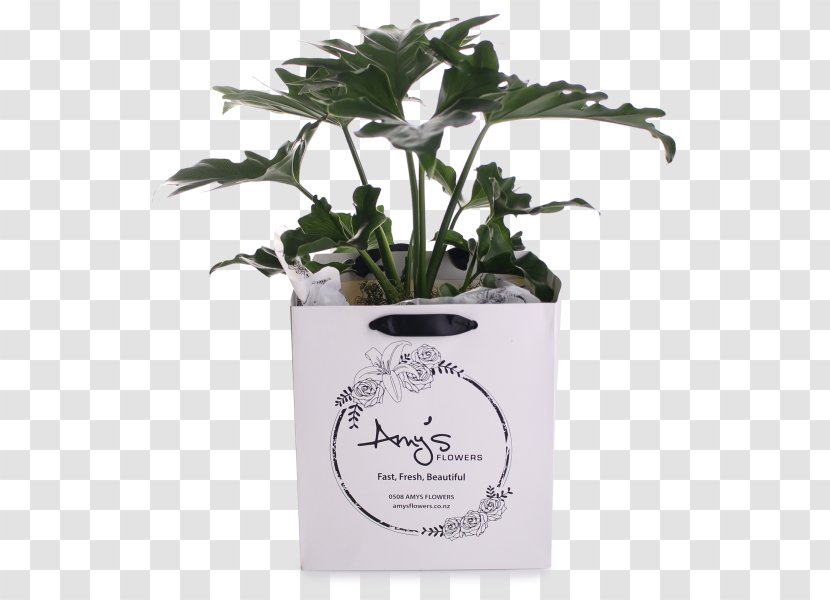 Herb Flowerpot - Philodendron Transparent PNG