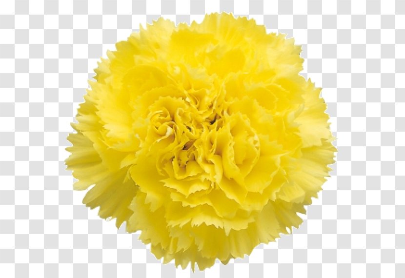 Carnation Flower Bouquet Transvaal Daisy Yellow - Flowering Plant Transparent PNG