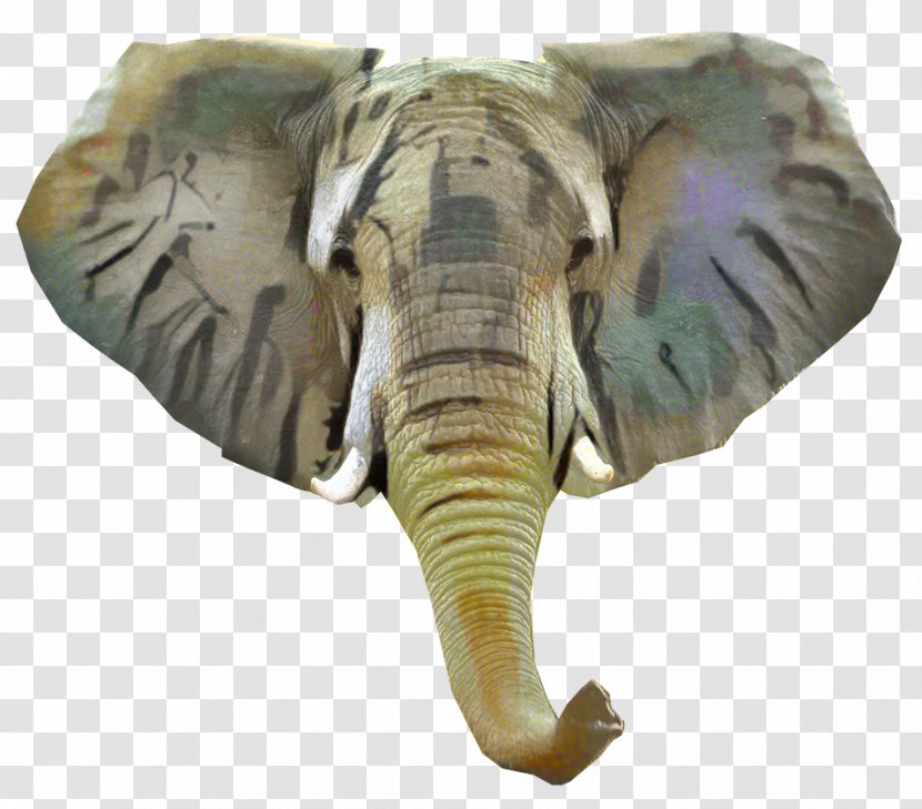 Indian Elephant African Terrestrial Animal Transparent PNG