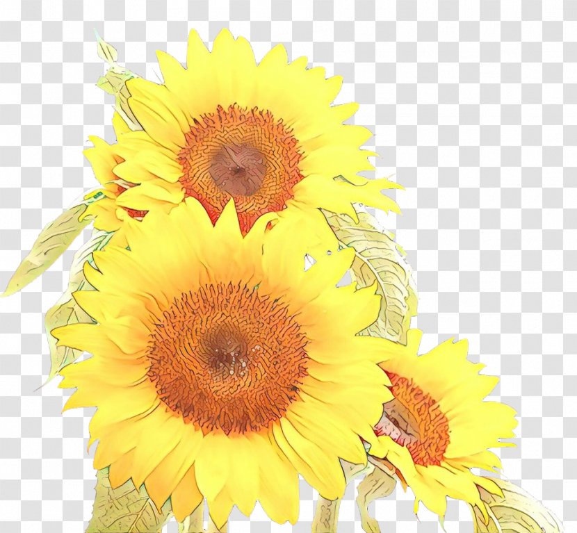 Floral Design Cut Flowers Sunflower - Wildflower - Annual Plant Transparent PNG