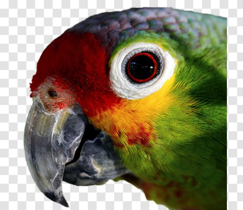 Amazon Parrot Bird Parakeet Macaw - Feather Transparent PNG
