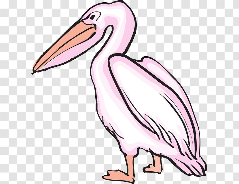 Pelican Drawing Clip Art - Pink - Bird Transparent PNG