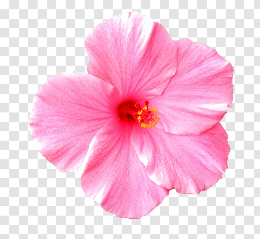 Pink Flowers Nelumbo Nucifera Clip Art - Hibiscus - Flower Transparent PNG