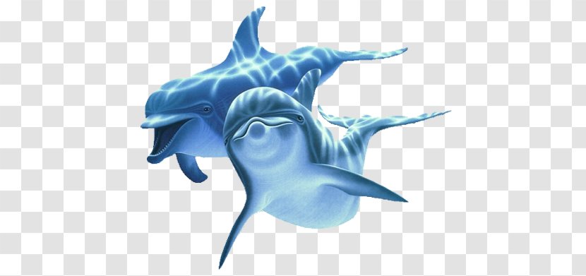 Dolphin - Shark - Internet Explorer Transparent PNG