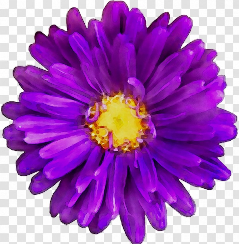 Clip Art Transvaal Daisy Openclipart Image Purple - Violet - Black Transparent PNG