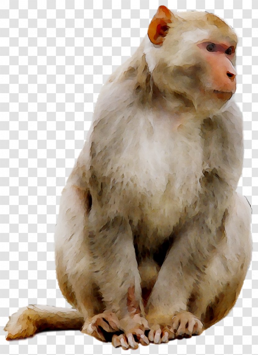 Macaque Monkey Clip Art Mandrill Primate - Old World Monkeys Transparent PNG