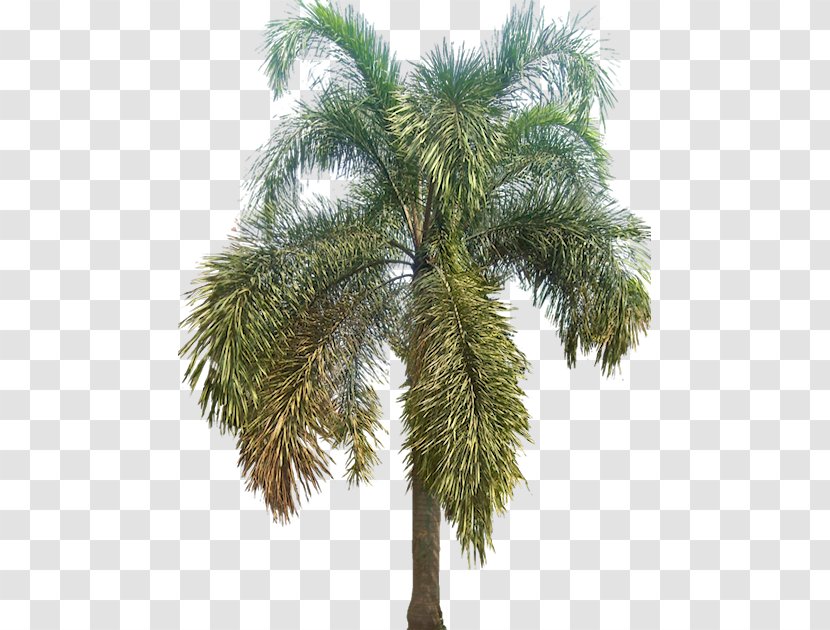Asian Palmyra Palm Wodyetia Arecaceae Tree Babassu - Borassus Flabellifer - Hyophorbe Lagenicaulis Transparent PNG