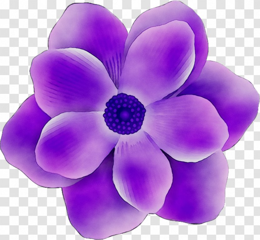 Cut Flowers - Plant - Violet Family Transparent PNG