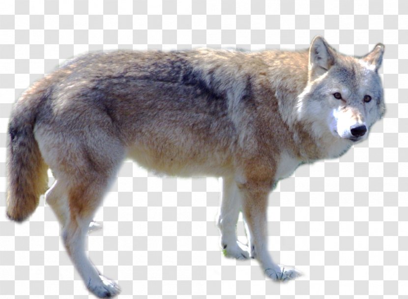 Gray Wolf - Fur Transparent PNG