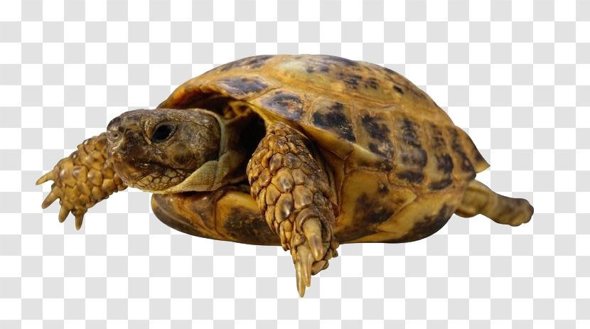 Sea Turtle Tortoise - Box - Golden Transparent PNG