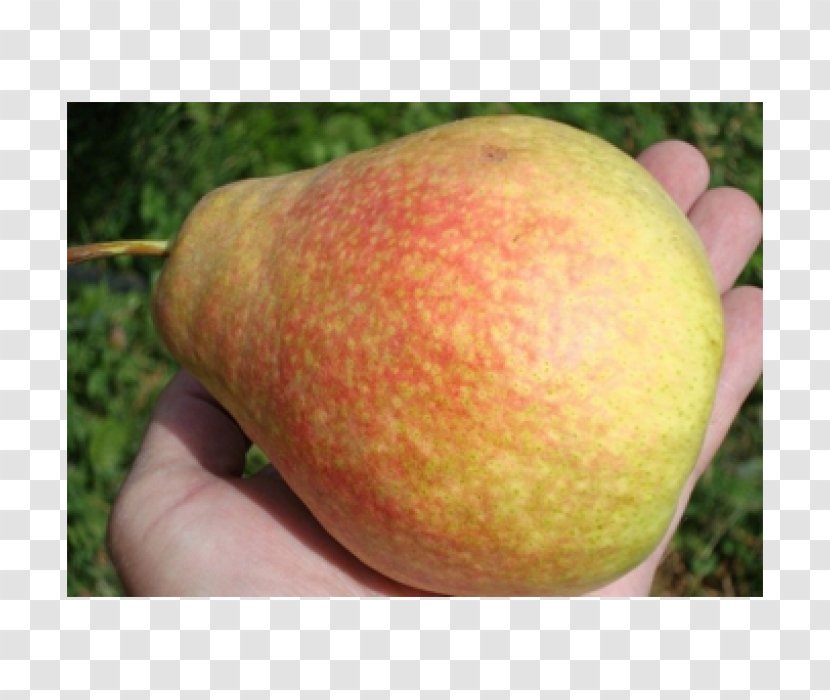 Local Food Apple Pear Peach Transparent PNG