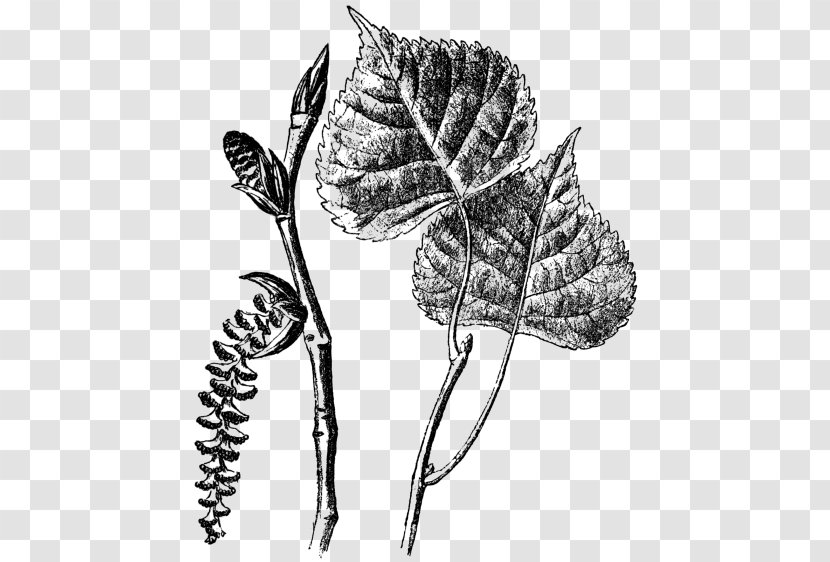 Branch Populus Nigra Tree Sect. Aigeiros Plant - Monochrome Photography Transparent PNG