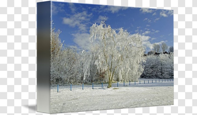 Winter Sky Plc Branching - Park Road Transparent PNG