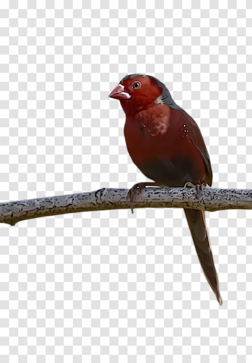 Bird Beak Perching Finch Songbird Transparent PNG