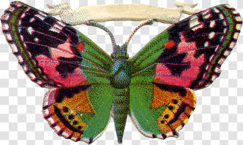 Butterfly Clip Art Transparent PNG