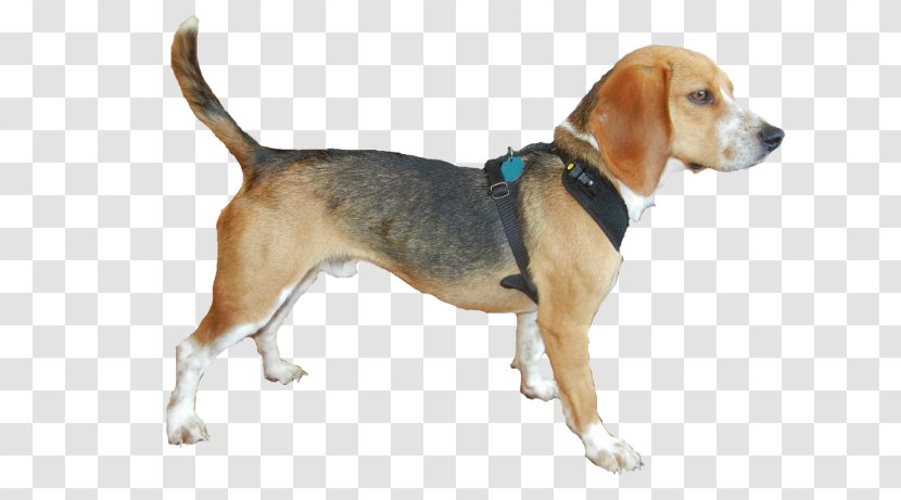 Harrier English Foxhound Beagle American Grand Anglo-Français Tricolore - Pocket - Bed Transparent PNG