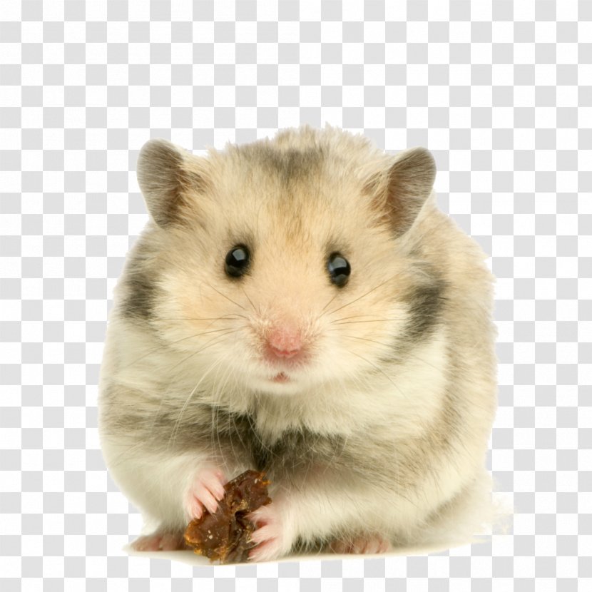 Golden Hamster Rodent Dog Domestic Rabbit - Snout Transparent PNG