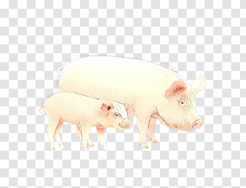 Domestic Pig Suidae Animal Figure Snout Livestock - Fawn Boar Transparent PNG