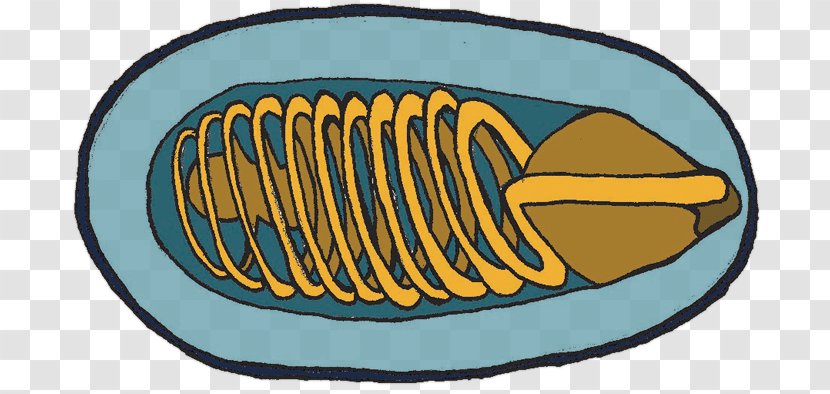 Microsporidia Vertebrate Phylum Clip Art - Parasitism - Logo Transparent PNG