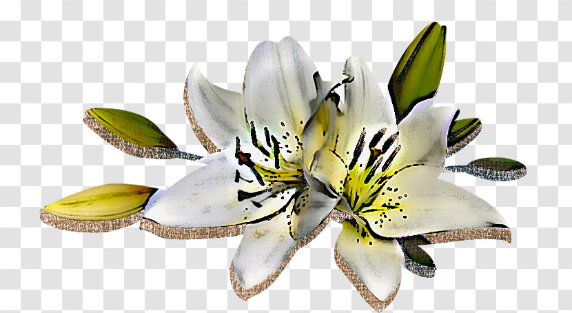Flower White Lily Petal Plant Transparent PNG