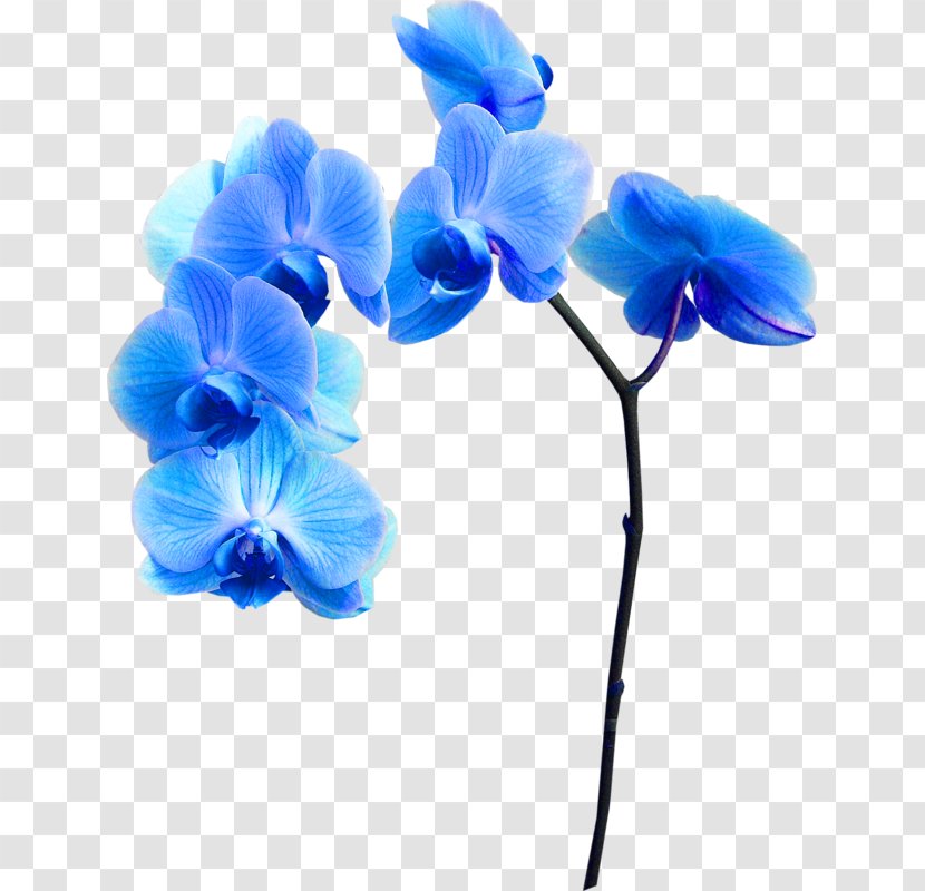 Blue Flower Clip Art - Seed Plant Transparent PNG