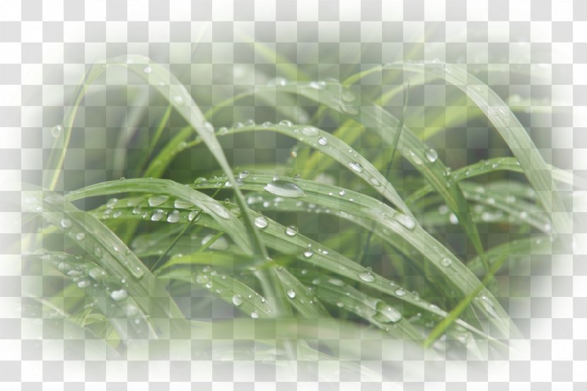 Moisture Close-up - Herb - Asteraceae Transparent PNG