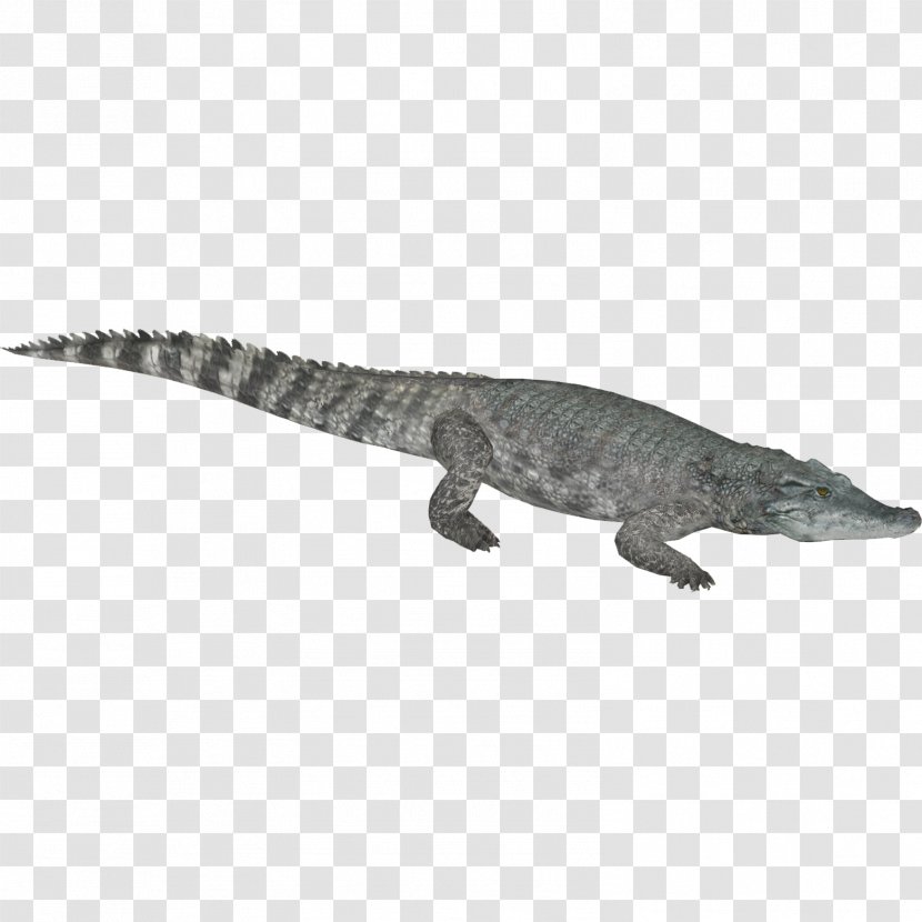 Crocodiles Gharial Nile Crocodile American Alligator - Reptile Transparent PNG