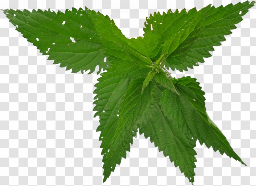 Disease Urticaria Therapy Preventive Healthcare Common Nettle - Pharmaceutical Drug - Lilac Transparent PNG