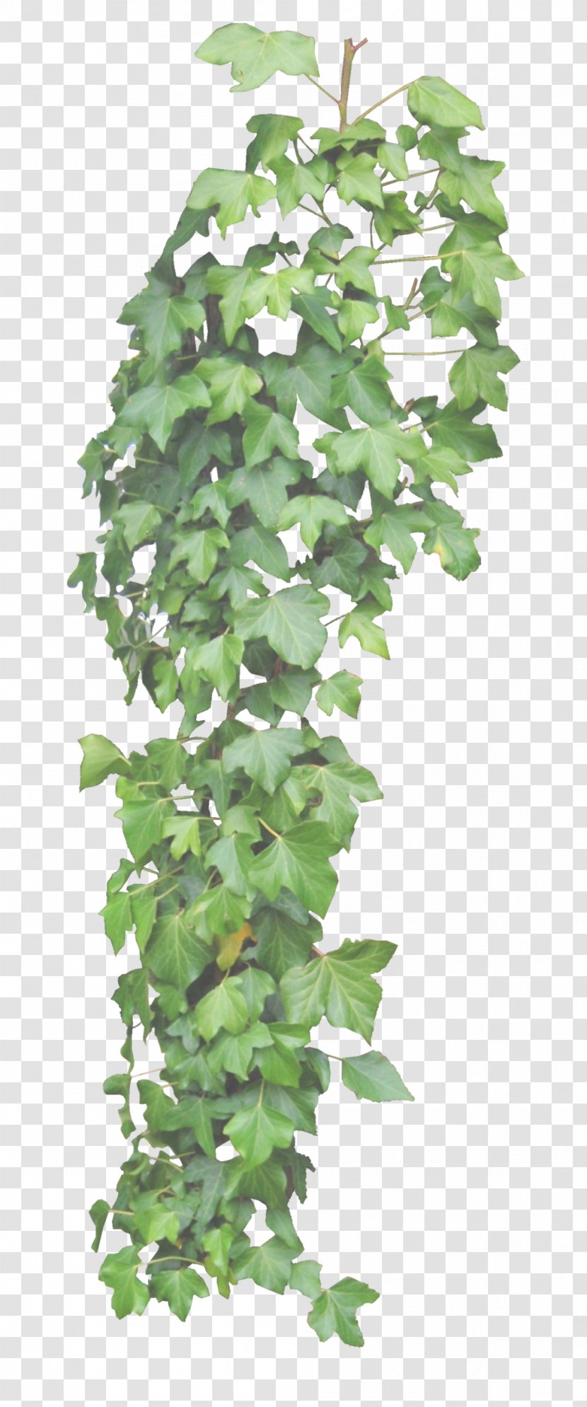 Common Ivy Vine Plant DeviantArt - Tree Transparent PNG