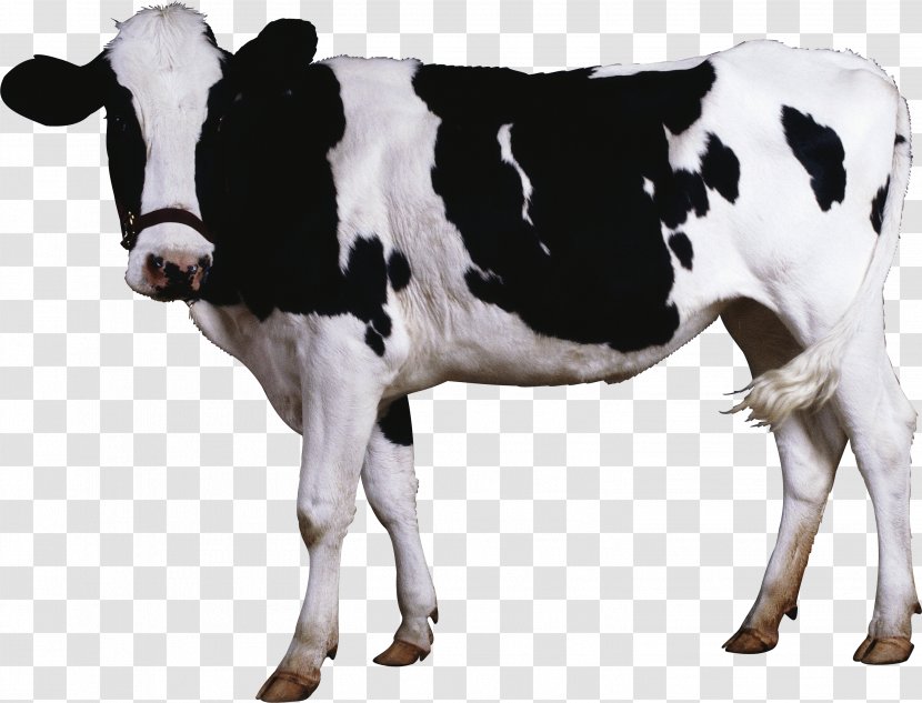 Beef Cattle Dairy - Sticker - Cow Image Transparent PNG