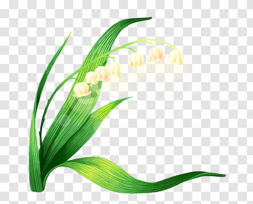 Euclidean Vector Lily Of The Valley Icon - Petal Transparent PNG