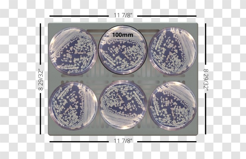 Enterobacter Cloacae Plastic Product Blue And White Pottery Tableware - Petri Dishes Transparent PNG