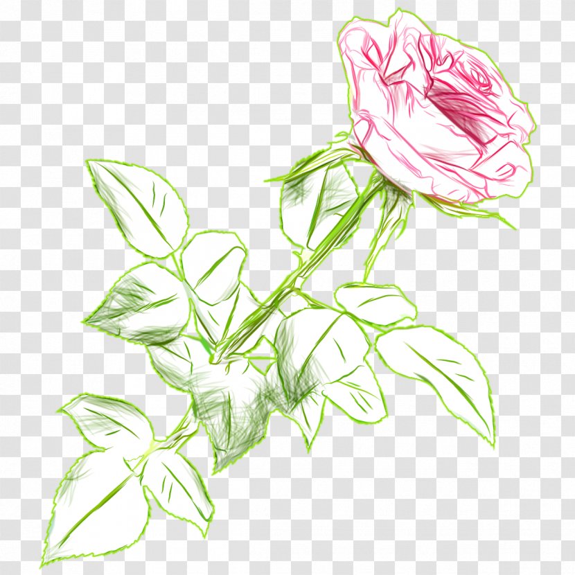 Centifolia Roses Cut Flowers Rosaceae Garden - Seed Plant - Drawn Transparent PNG