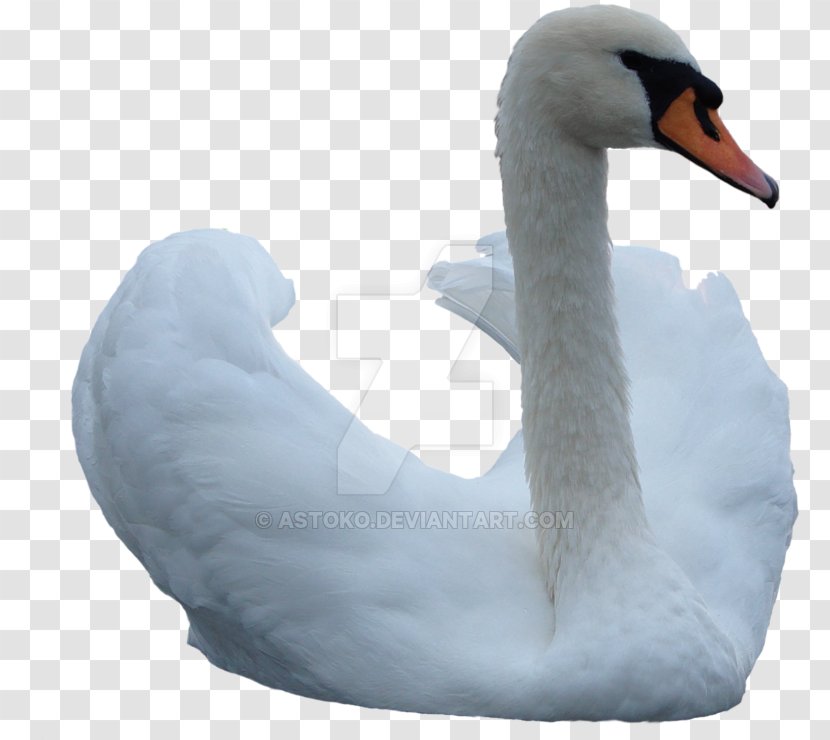 Cygnini Bird - Feather - Swan Image Transparent PNG