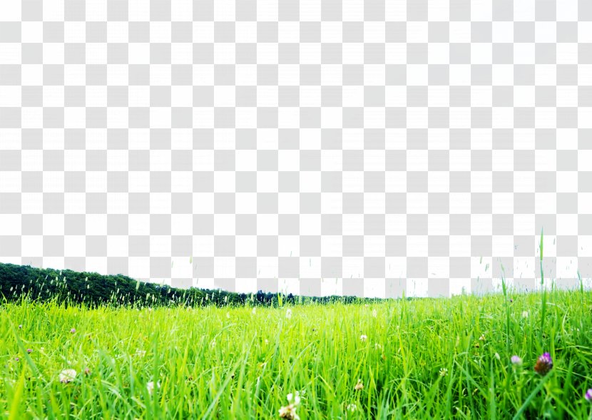 Icon - Meadow - Green Plants Transparent PNG