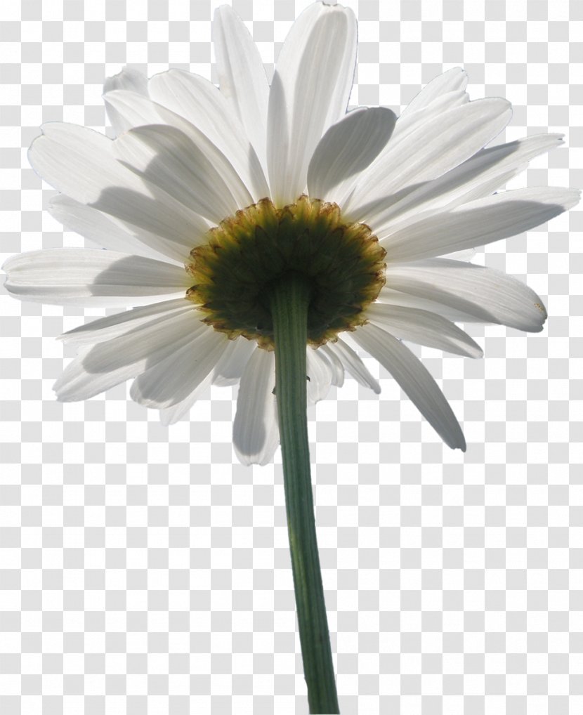 Flower Oxeye Daisy Family - Coneflower - Sunflower Transparent PNG