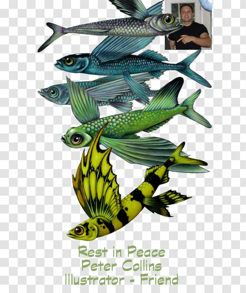 Insect Fauna Illustration Graphics Fish - Organism - Late Studio Transparent PNG