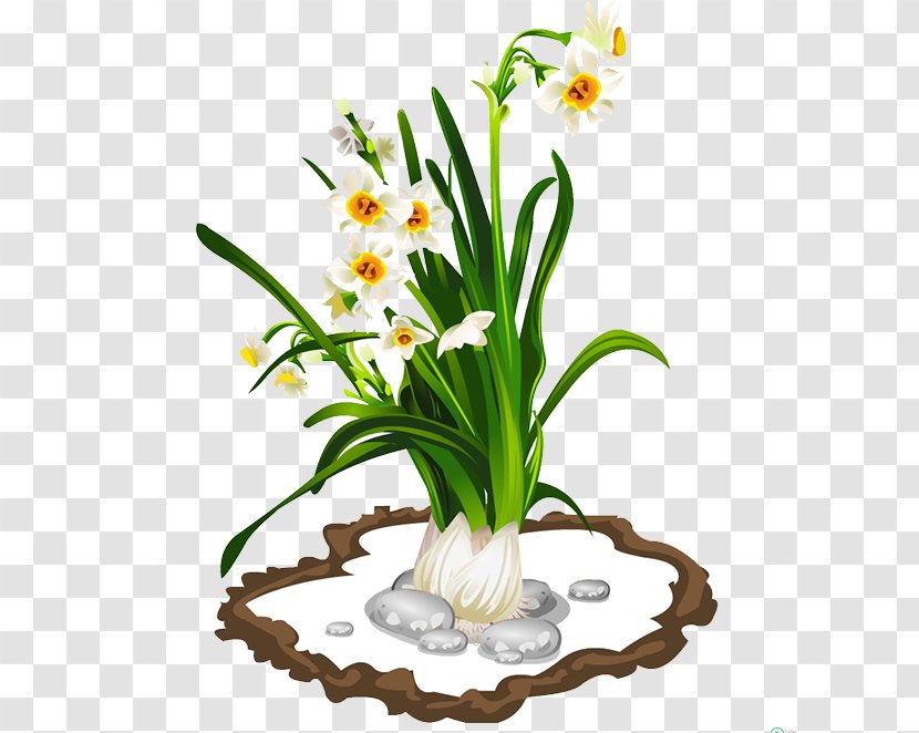 Narcissus Tazetta - Garlic Transparent PNG