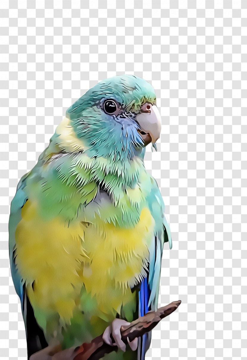 Bird Parrot - Fauna - Wing Turquoise Transparent PNG