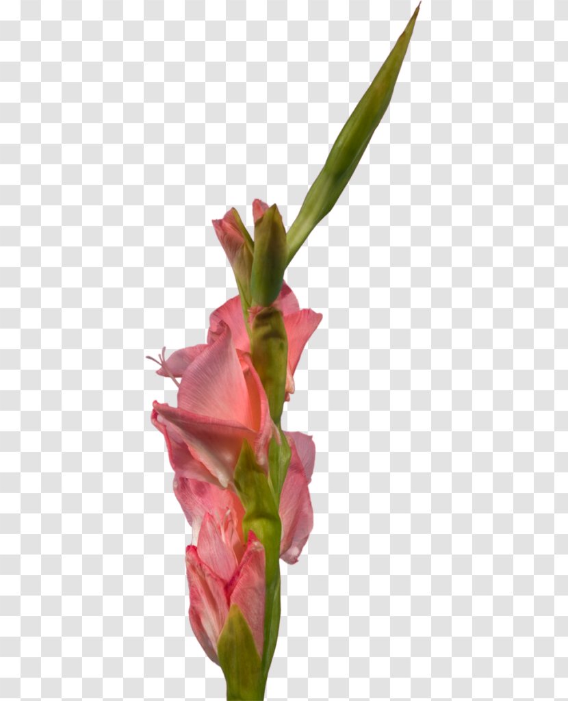 Gladiolus Cut Flowers Plant Stem Clip Art - Alexander Litvinenko Transparent PNG