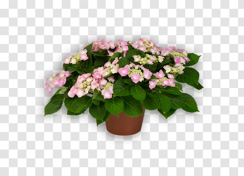 Hydrangea Flower Flying Discs Pink Plant - Youme Transparent PNG